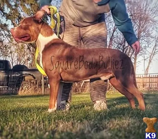 American Bully stud dog: a american bully dog jumping in the air