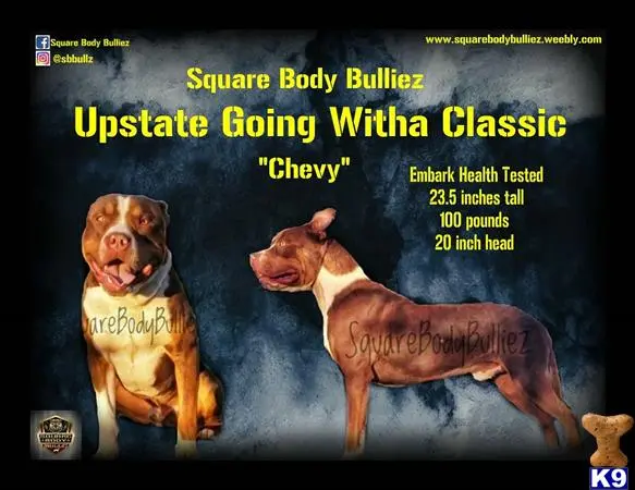 American Bully stud dog: text
