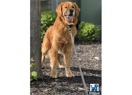 a golden retriever dog with a leash
