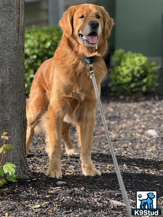 a golden retriever dog with a leash