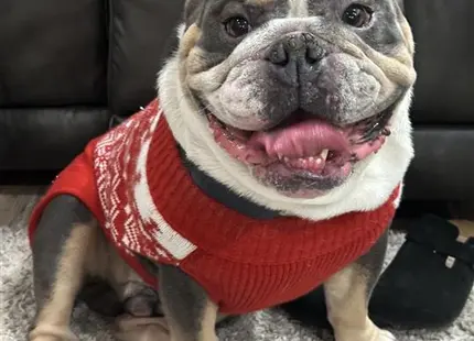 a english bulldog dog wearing a sweater