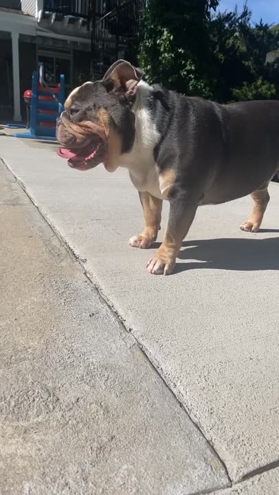 English Bulldog stud dog: Error: Operation returned an invalid status code BadRequest<br/>Stack Trace:    at Microsoft.Azure.CognitiveServices.Vision.ComputerVision.ComputerVisionClient.<DescribeImageInStreamWithHttpMessagesAsync>d__41.MoveNext()
--- End of stack t