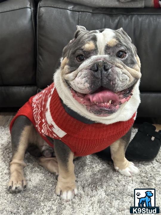a english bulldog dog wearing a sweater