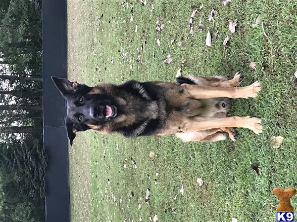 a german shepherd dog lying on the grass