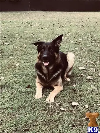 German Shepherd stud dog