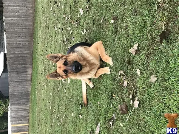 German Shepherd stud dog