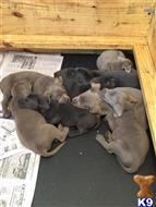 labrador retriever puppy posted by srd322