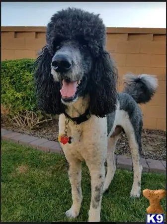 Poodle stud dog