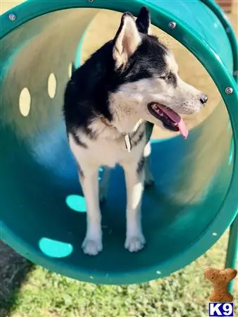 Siberian Husky stud dog