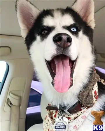 Siberian Husky stud dog