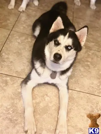 Siberian Husky stud dog