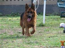 german shepherd puppy posted by srudkovskiy