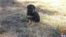 german shepherd puppy posted by srudkovskiy