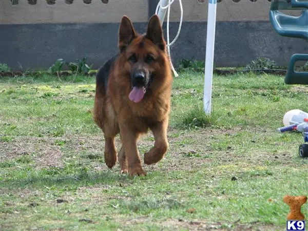 German Shepherd stud dog