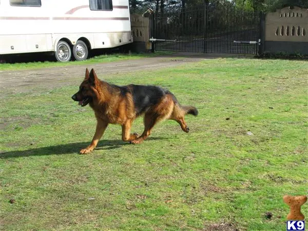 German Shepherd stud dog