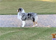 Australian Shepherd