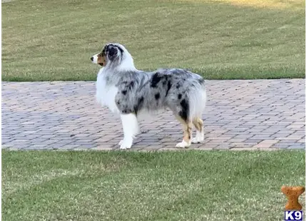 Australian Shepherd