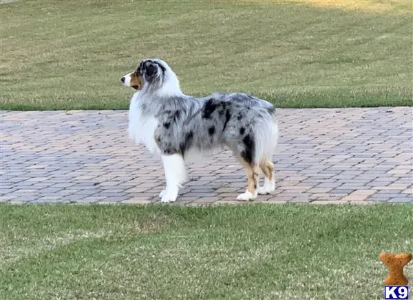 Australian Shepherd