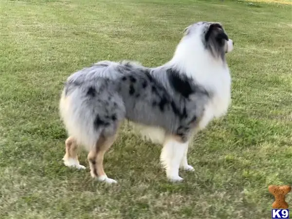 Australian Shepherd stud dog