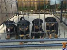 Z Litter available Rottweiler puppy located in MIAMI