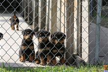 Rottweiler puppy for sale