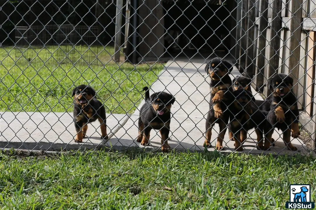 Rottweiler puppy for sale