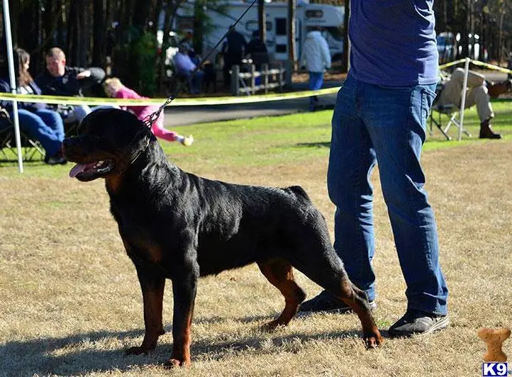 Rottweiler stud dog