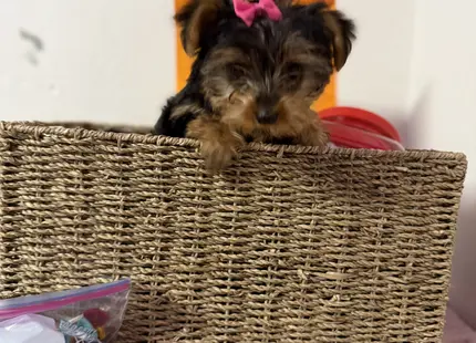 Yorkshire Terrier puppy for sale: Yorkshire Terrier puppy with a pink bow peeking over a basket
