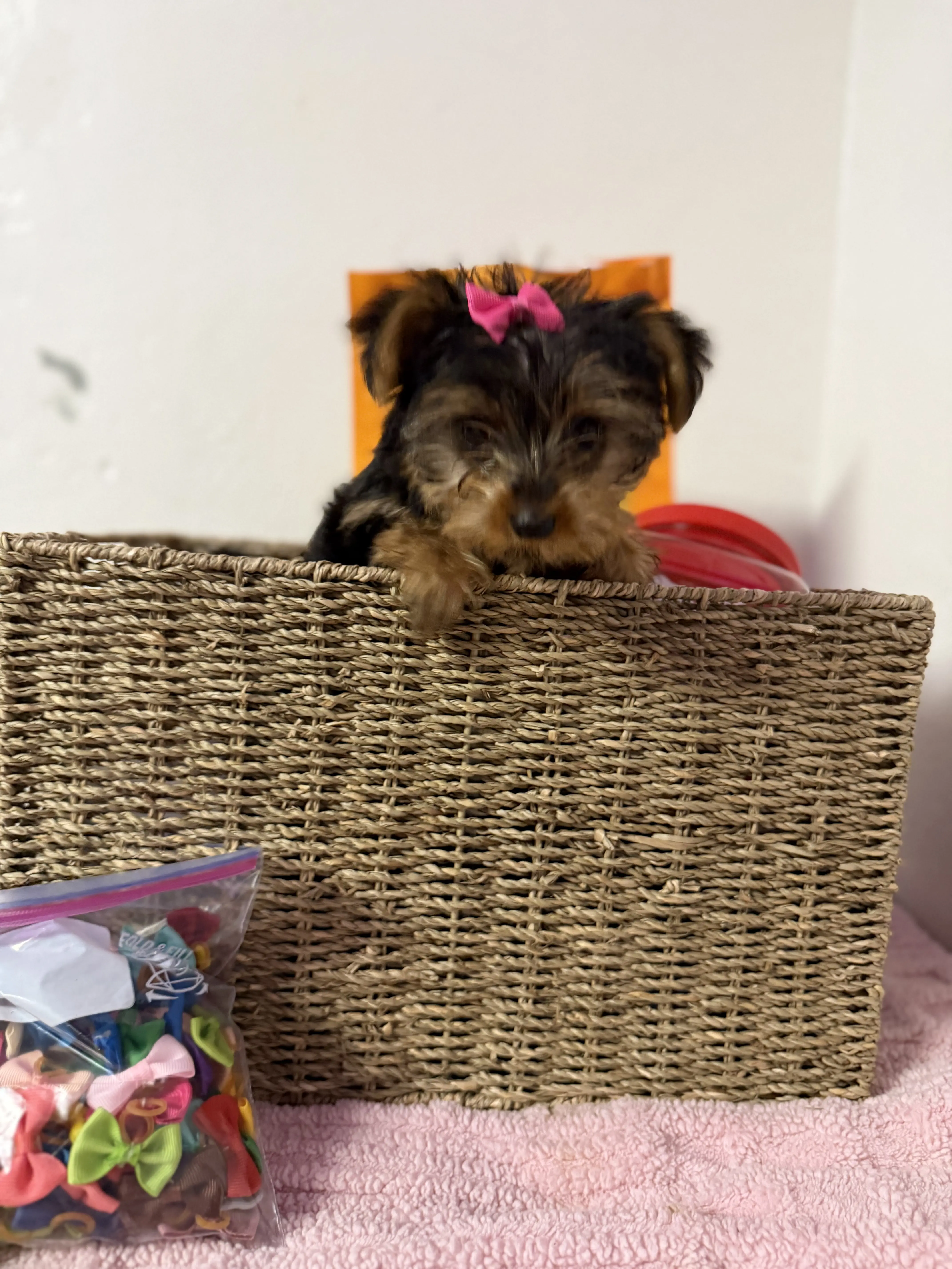Yorkshire Terrier puppy for sale: Yorkshire Terrier puppy with a pink bow peeking over a basket