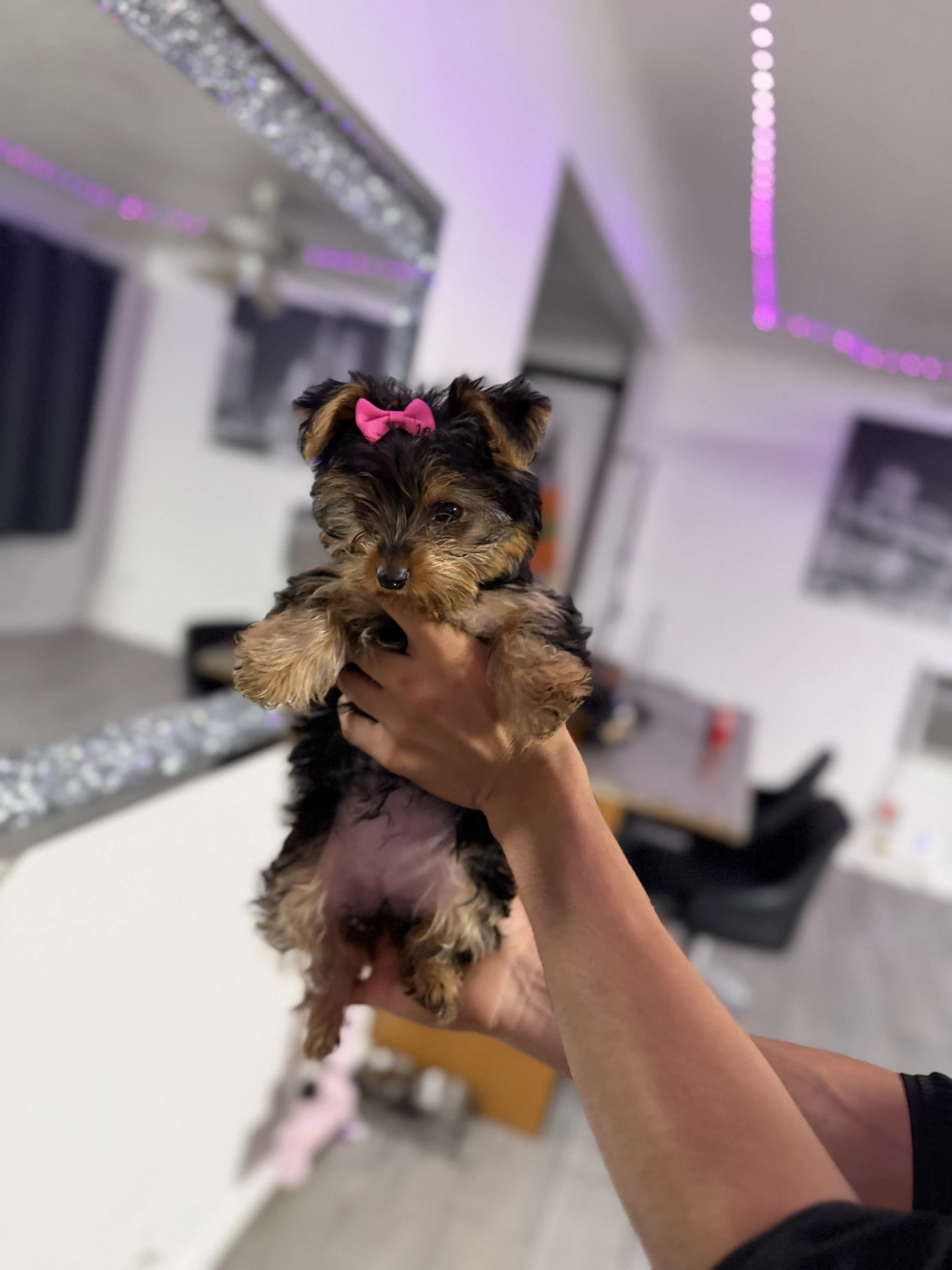 Yorkshire Terrier puppy for sale: Black and tan Yorkshire Terrier held up with a pink bow