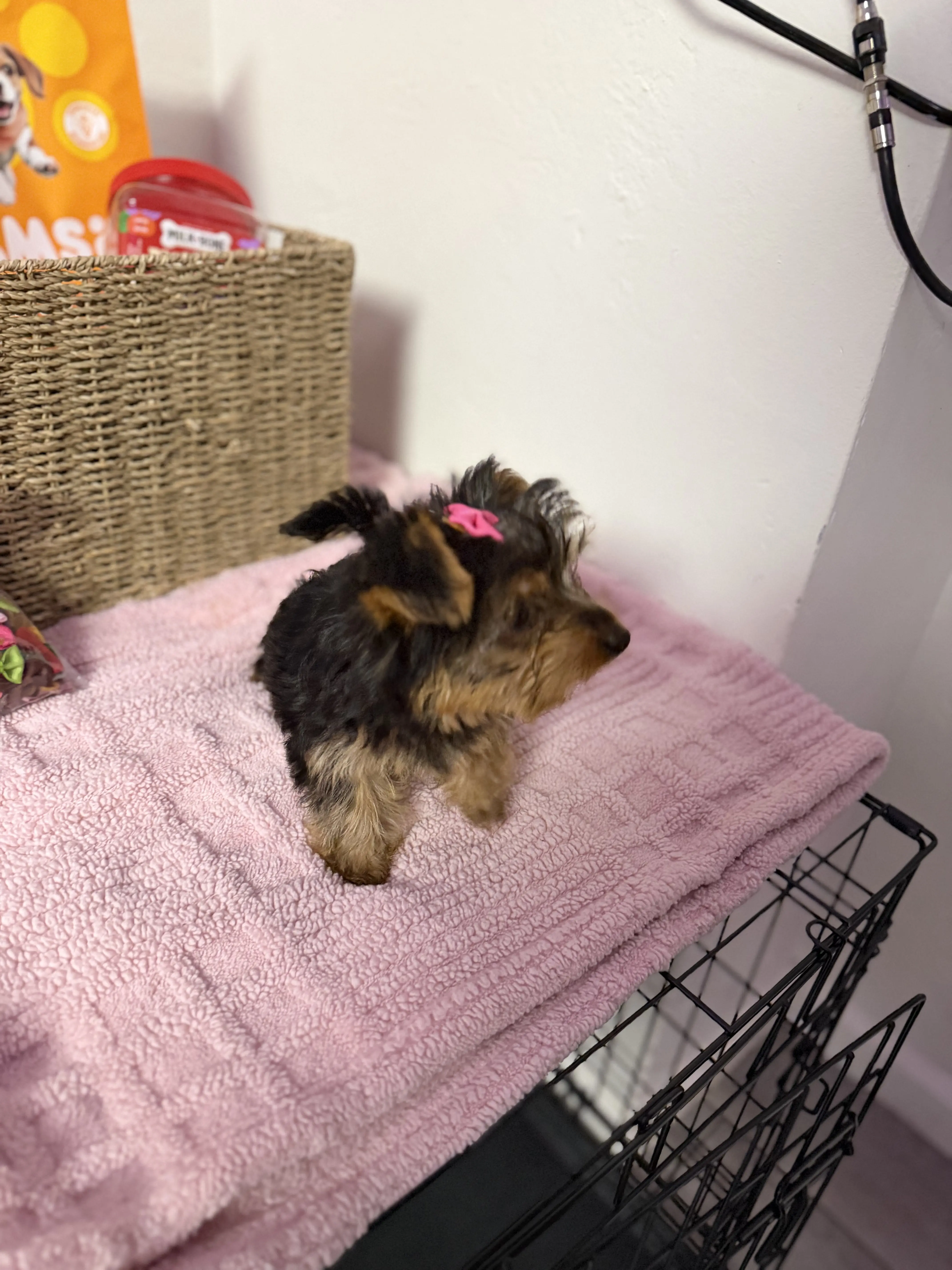 Yorkshire Terrier puppy for sale: Yorkshire Terrier with a pink bow on a soft blanket