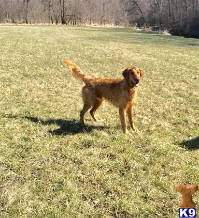 Golden Retriever stud dog