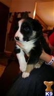 Black and White Girl available Border Collie puppy located in RINGGOLD