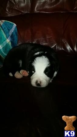 border collie puppy posted by ssmith96