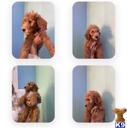 Goldendoodles puppy for sale