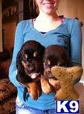 bloodhound puppy posted by sspslm