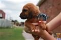 bloodhound puppy posted by sspslm