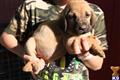 bloodhound puppy posted by sspslm