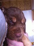 bloodhound puppy posted by sspslm