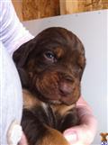 bloodhound puppy posted by sspslm