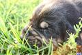 bloodhound puppy posted by sspslm