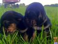 bloodhound puppy posted by sspslm
