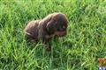bloodhound puppy posted by sspslm