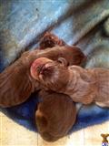 bloodhound puppy posted by sspslm