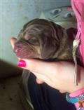 bloodhound puppy posted by sspslm