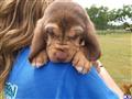 bloodhound puppy posted by sspslm