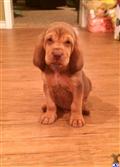 bloodhound puppy posted by sspslm