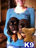 bloodhound puppy posted by sspslm