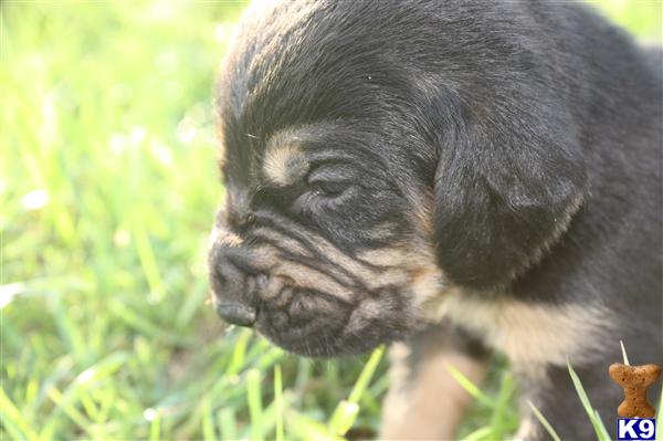 bloodhound puppy posted by sspslm