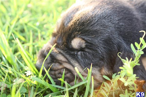 bloodhound puppy posted by sspslm